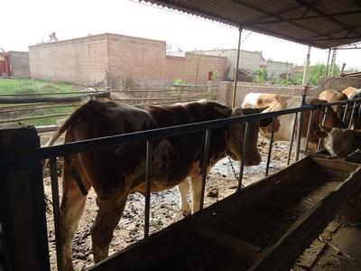 德國牧羊犬價格及養(yǎng)殖信息——以遼寧省昌圖縣為例