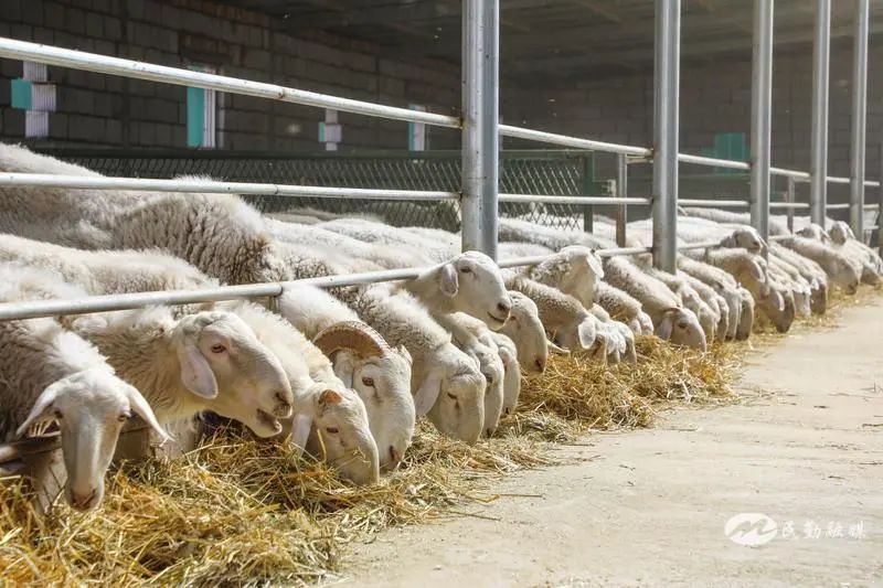 欣海牧業(yè) “牧”歌嘹亮，奏響鄉(xiāng)村振興肉類新篇章