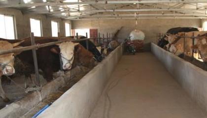 退伍士兵返鄉(xiāng)養(yǎng)牛，撐起村民致富藍天