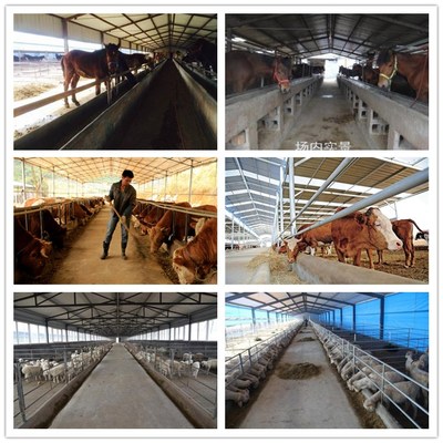 自動化飼養的革新 喂牛自動投料車與青貯撒料車在家畜飼養中的應用