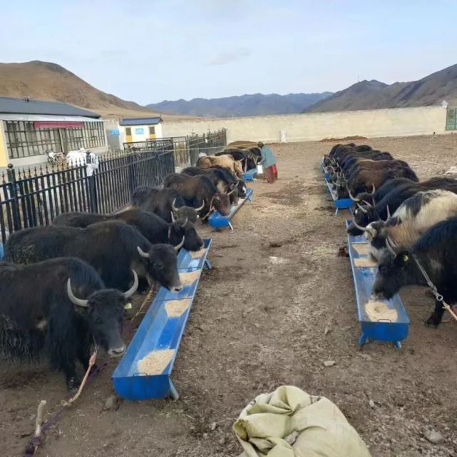 甘南 牦牛產業高質量發展，唱響鄉村振興“牧歌”