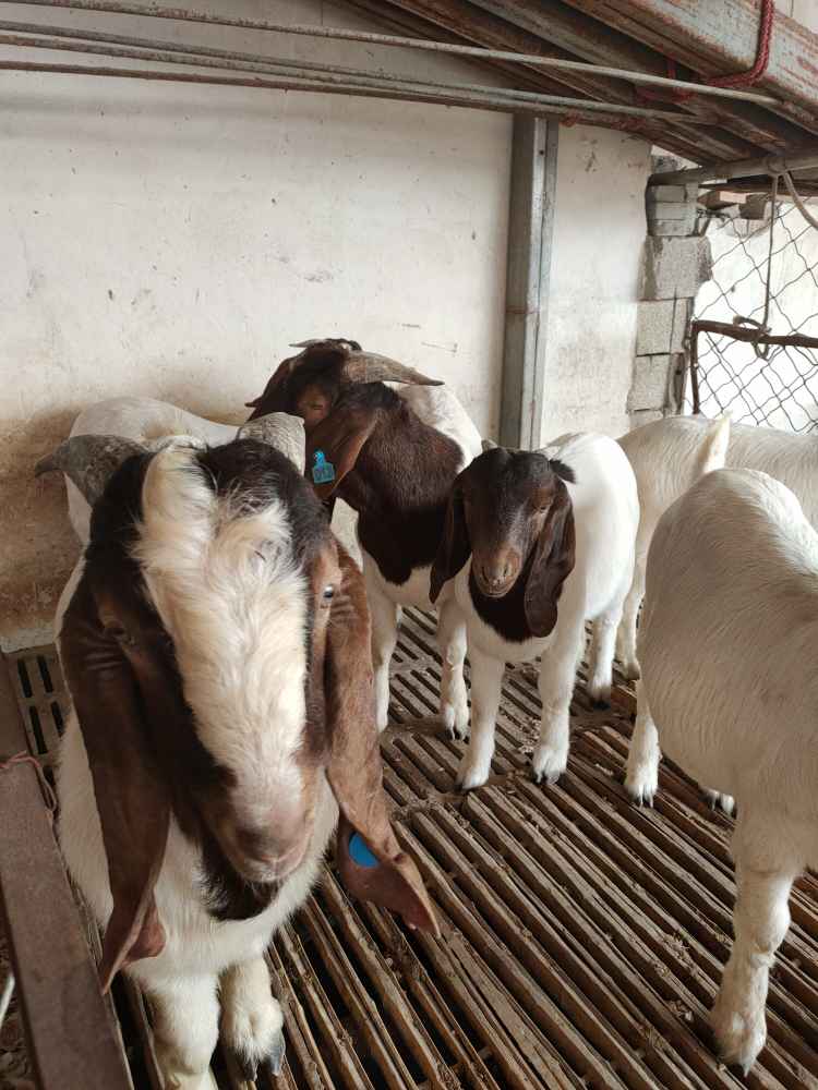 波爾山羊懷孕母羊飼養管理及新手養羊注意事項