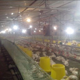 寧津振華溫控設(shè)備廠 供應(yīng)耐用的養(yǎng)殖水暖鍋爐，助力家畜飼養(yǎng)高效發(fā)展