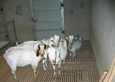 探索養(yǎng)殖 從概念到實踐的家畜飼養(yǎng)