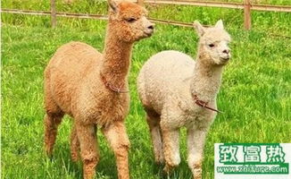 2017年養羊駝賺錢嗎？前景與市場價格行情深度解析